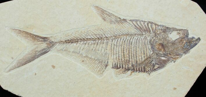 Inch Detailed Diplomystus Fossil Fish #3786